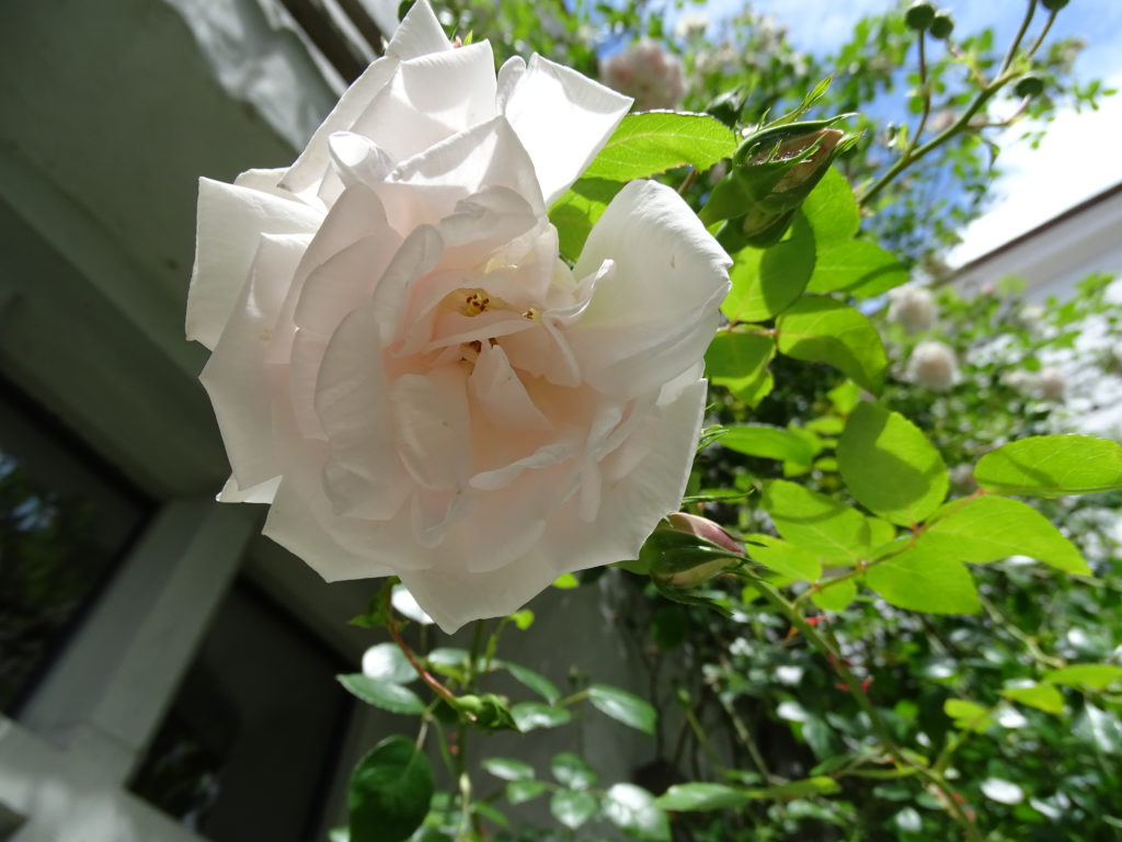 DSC00804